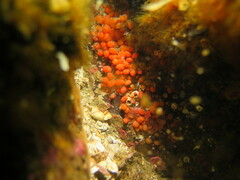 Metandrocarpa taylori