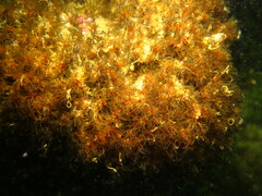 Dodecaceria fewkesi