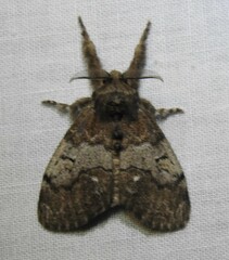 Dasychira cinnamomea