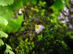 Utricularia striatula
