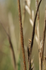 Puccinia graminis