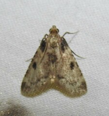 Aglossa costiferalis