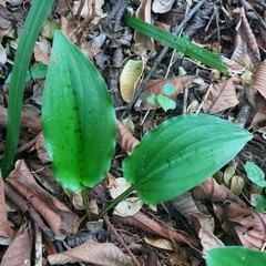 Drimiopsis