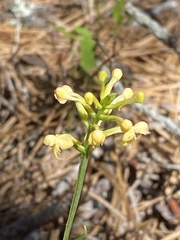 Platanthera pallida