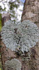 Heterodermia albicans