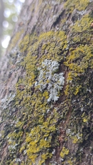 Heterodermia albicans