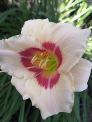 Hemerocallis