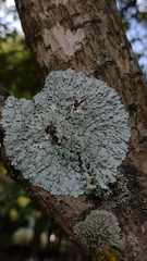 Heterodermia albicans