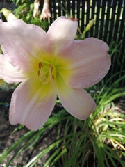 Hemerocallis
