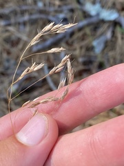 Avenella flexuosa flexuosa