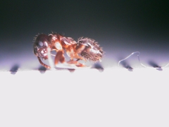 Nylanderia jaegerskioeldi