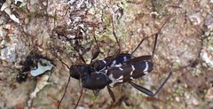 Neoclytus muricatulus