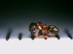 Nylanderia jaegerskioeldi