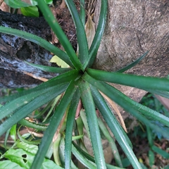 Aechmea recurvata