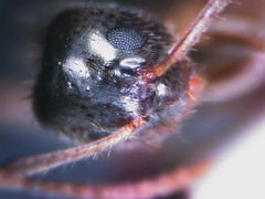 Nylanderia jaegerskioeldi