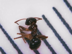 Nylanderia jaegerskioeldi