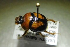 Bolbocerosoma farctum