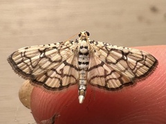 Hileithia rehamalis