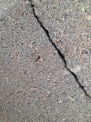 Nylanderia jaegerskioeldi