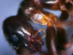 Nylanderia jaegerskioeldi