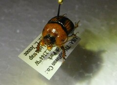 Bolbocerosoma farctum