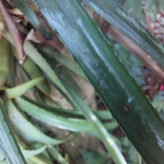 Aechmea recurvata