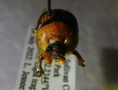 Bolbocerosoma farctum