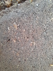 Nylanderia jaegerskioeldi