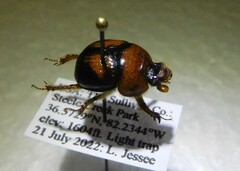 Bolbocerosoma farctum