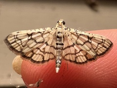 Hileithia rehamalis