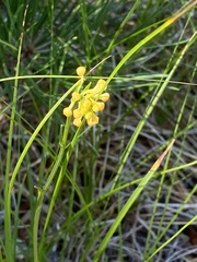 Platanthera cristata
