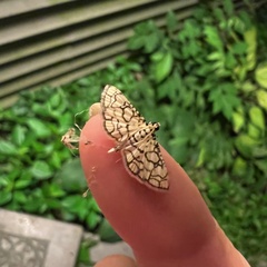Hileithia rehamalis