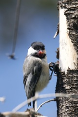 Poecile atricapillus