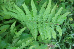 Oreopteris limbosperma