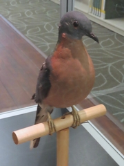 Ectopistes migratorius