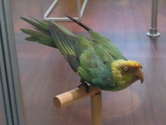 Conuropsis carolinensis