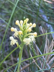 Platanthera pallida