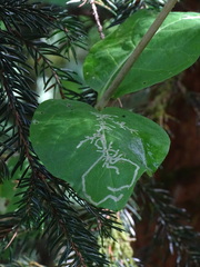 Phytomyza aprilina