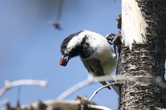 Poecile atricapillus