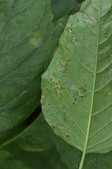 Puccinia circaeae