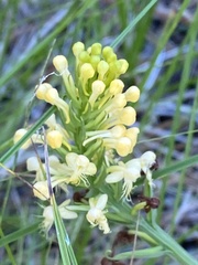 Platanthera pallida