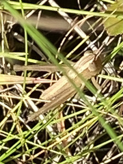 Dichromorpha elegans