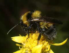 Bombus jonellus
