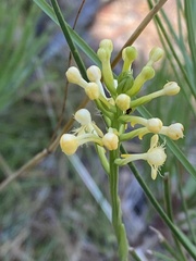 Platanthera pallida