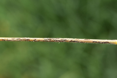 Puccinia graminis