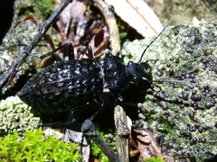 Carabus variolosus