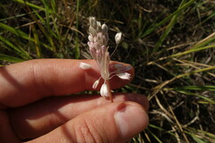 Allium podolicum
