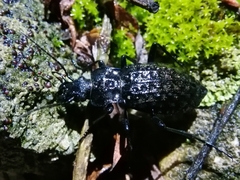 Carabus variolosus