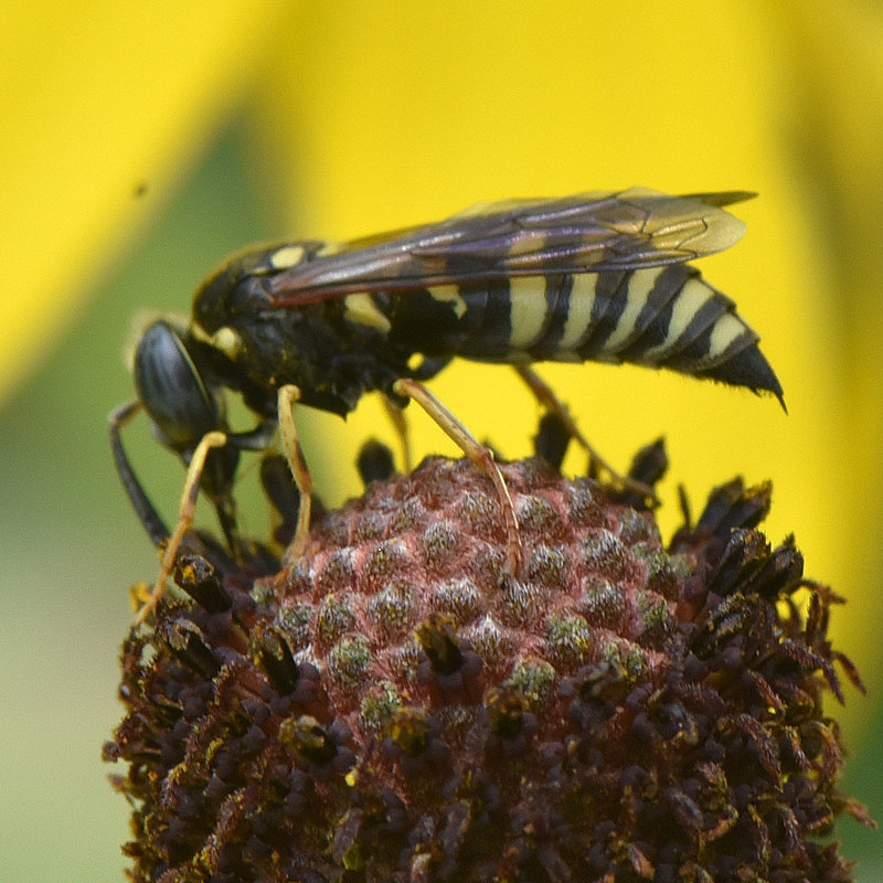 Sand Wasps