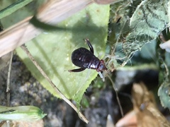 Halticus luteicollis